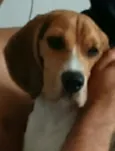 Kiko