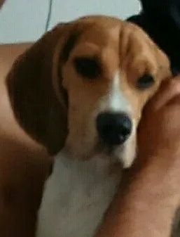Cachorro raça Beagle  idade 7 a 11 meses nome Kiko