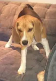 Kiko