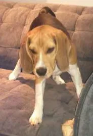 Cachorro raça Beagle  idade 7 a 11 meses nome Kiko