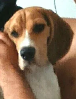 Cachorro raça Beagle  idade 7 a 11 meses nome Kiko