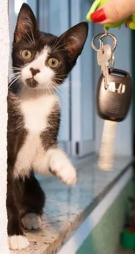 Gato raça Sem raca idade 2 a 6 meses nome Sem nome