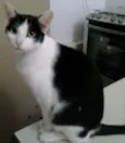 Snarf