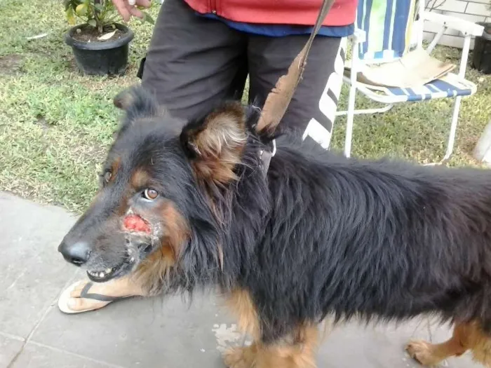 Cachorro ra a policial idade 2 anos nome negão