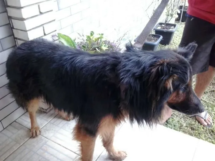 Cachorro ra a policial idade 2 anos nome negão