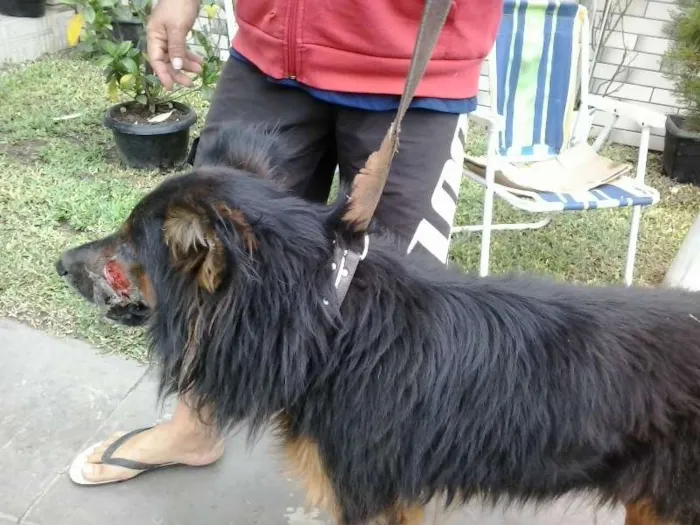 Cachorro ra a policial idade 2 anos nome negão