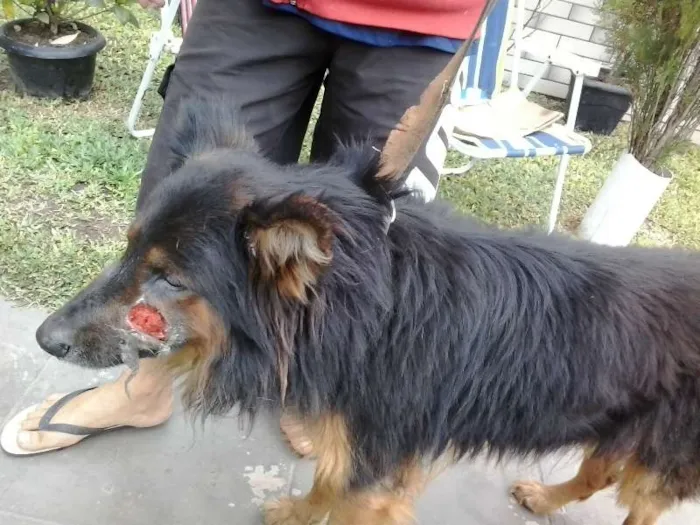 Cachorro ra a policial idade 2 anos nome negão