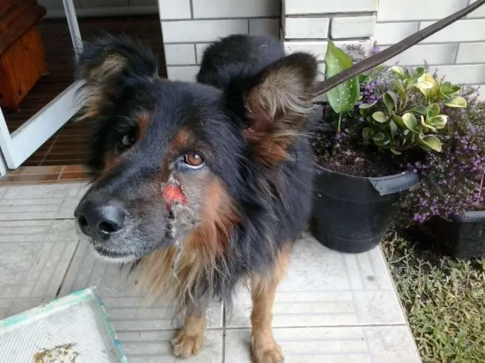 Cachorro ra a policial idade 2 anos nome negão