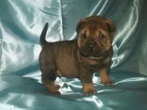 Cachorro ra a Shar Pei idade 2 anos nome thor