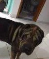 Cachorro ra a Shar Pei idade 2 anos nome thor