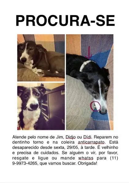 Cachorro ra a SRD idade 6 ou mais anos nome Jim GRATIFICA