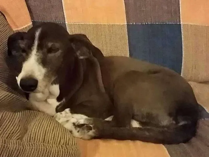 Cachorro ra a SRD idade 6 ou mais anos nome Jim GRATIFICA