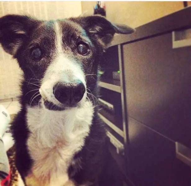 Cachorro ra a SRD idade 6 ou mais anos nome Jim GRATIFICA