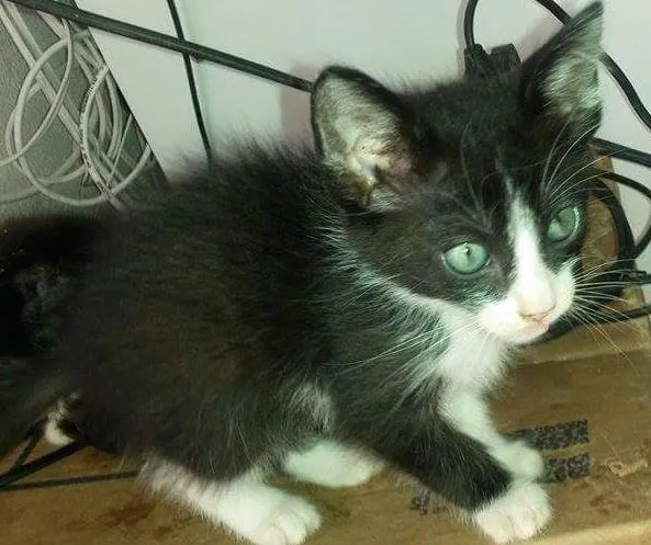 Gato ra a SRD idade 2 a 6 meses nome Mimi