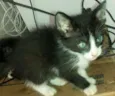 Mimi