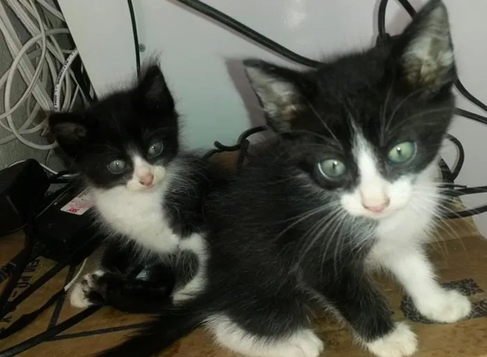 Gato ra a SRD idade 2 a 6 meses nome Mimi