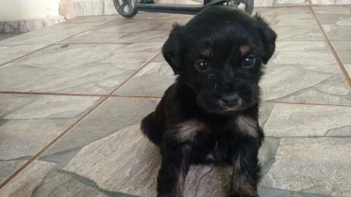 Cachorro ra a Sem raça definida idade Abaixo de 2 meses nome Ainda sem nome