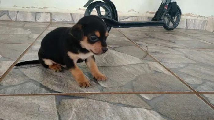 Cachorro ra a Sem raça definida idade Abaixo de 2 meses nome Ainda sem nome