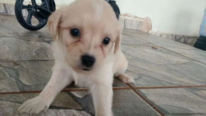 Cachorro ra a Sem raça definida idade Abaixo de 2 meses nome Ainda sem nome