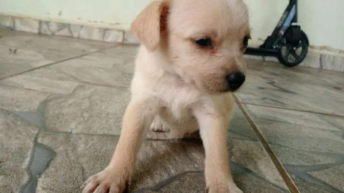 Cachorro ra a Sem raça definida idade Abaixo de 2 meses nome Ainda sem nome