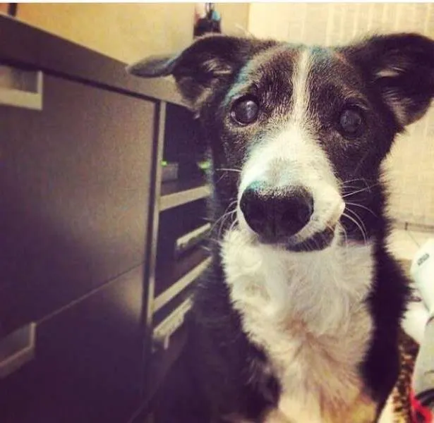 Cachorro ra a SRD idade 6 ou mais anos nome Jim GRATIFICA