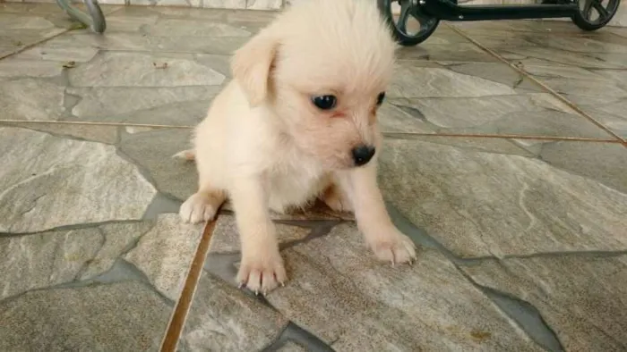 Cachorro ra a Sem raça definida idade Abaixo de 2 meses nome Ainda sem nome