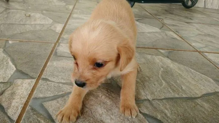 Cachorro ra a Sem raça definida idade Abaixo de 2 meses nome Ainda sem nome