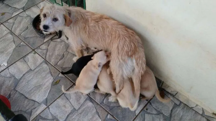 Cachorro ra a Sem raça definida idade Abaixo de 2 meses nome Ainda sem nome