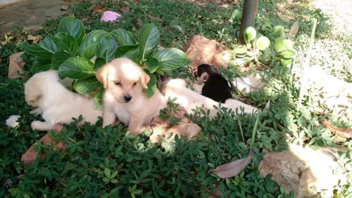 Cachorro ra a Sem raça definida idade Abaixo de 2 meses nome Ainda sem nome