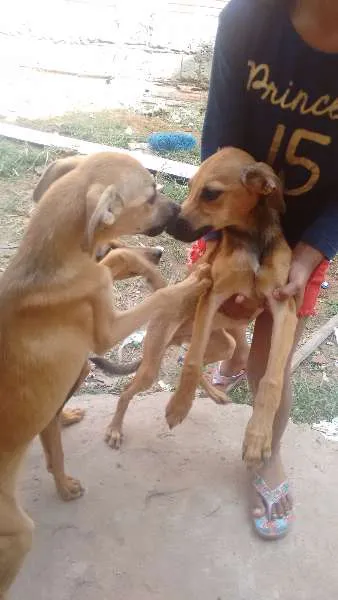 Cachorro ra a Viralata idade 2 a 6 meses nome Sem nome