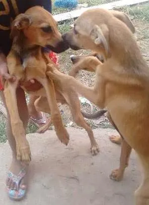 Cachorro ra a Viralata idade 2 a 6 meses nome Sem nome