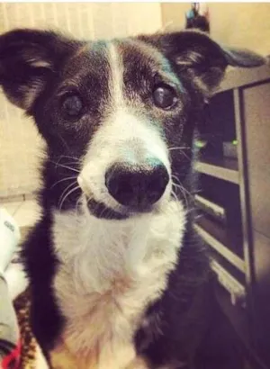Cachorro raça SRD idade 6 ou mais anos nome Jim GRATIFICA