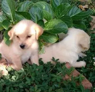 Cachorro ra a Sem raça definida idade Abaixo de 2 meses nome Ainda sem nome