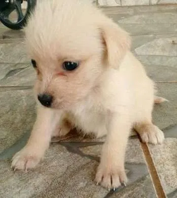 Cachorro ra a Sem raça definida idade Abaixo de 2 meses nome Ainda sem nome