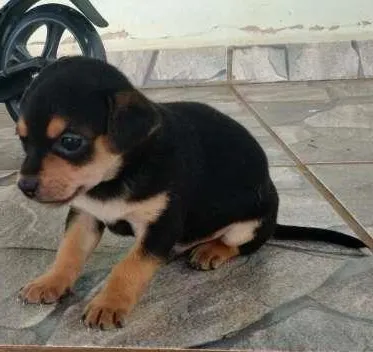 Cachorro ra a Sem raça definida idade Abaixo de 2 meses nome Ainda sem nome