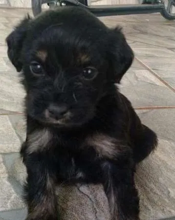 Cachorro ra a Sem raça definida idade Abaixo de 2 meses nome Ainda sem nome