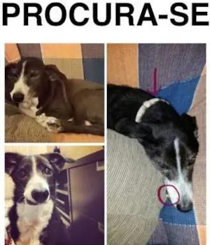 Cachorro raça SRD idade 6 ou mais anos nome Jim GRATIFICA