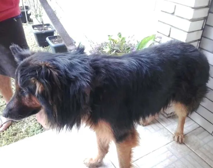 Cachorro ra a policial idade 2 anos nome negão