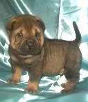 Cachorro ra a Shar Pei idade 2 anos nome thor