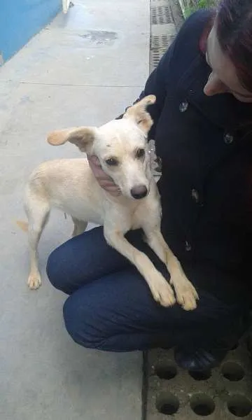 Cachorro ra a SRD idade 7 a 11 meses nome manuela