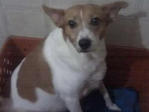 Cachorro ra a SRD idade 4 anos nome Jade