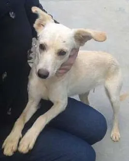 Cachorro ra a SRD idade 7 a 11 meses nome manuela