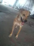 Magrelo