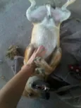 Magrelo