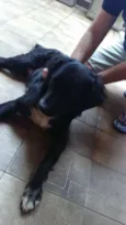 BUDY