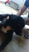 BUDY