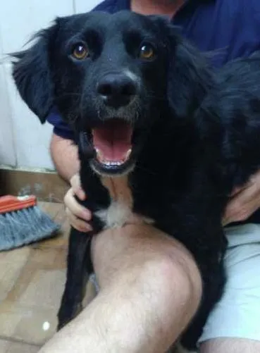 Cachorro ra a LABRADOR + BORDER COLLIE idade 7 a 11 meses nome BUDY