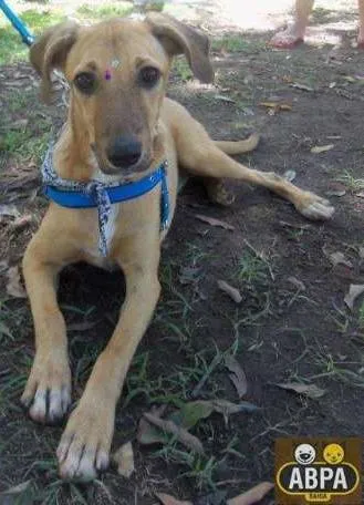 Cachorro raça SRD idade 7 a 11 meses nome Sol