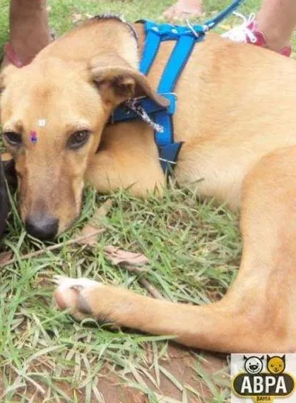 Cachorro raça SRD idade 7 a 11 meses nome Sol