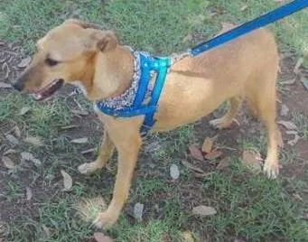 Cachorro raça SRD idade 7 a 11 meses nome Sol
